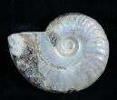 Inch Silver Iridescent Ammonite From Madagascar #1964-1